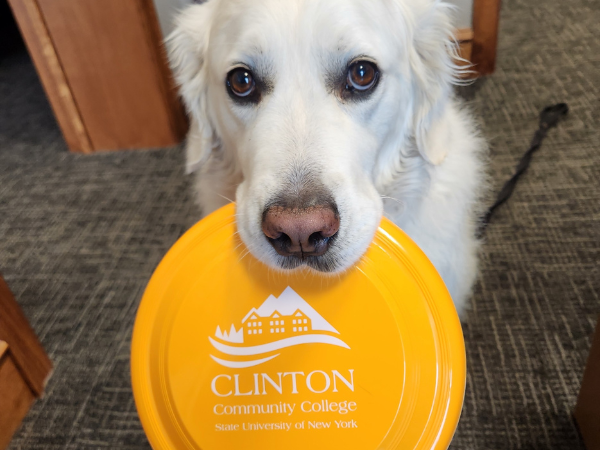 Enzo with a frisbee in his mouth.